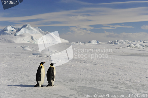 Image of Emperor Penguin on the snow