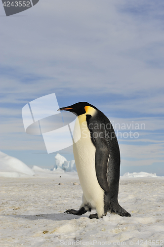 Image of Emperor Penguin on the snow