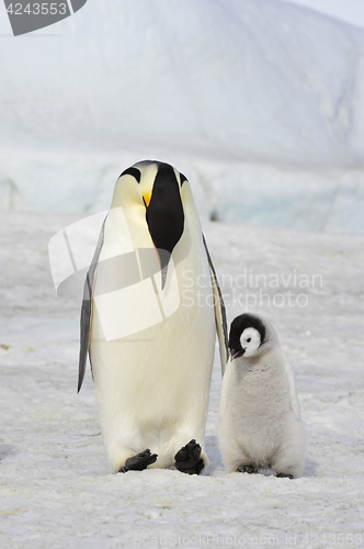 Image of Emperor Penguin with chick