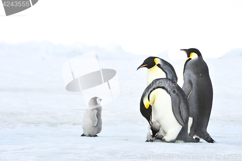 Image of Emperor Penguins with chick