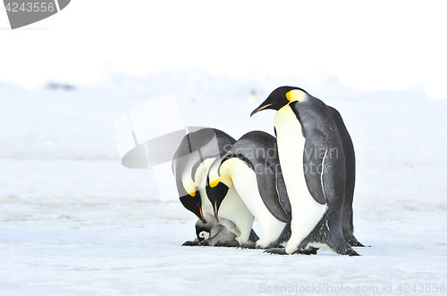 Image of Emperor Penguins with chick