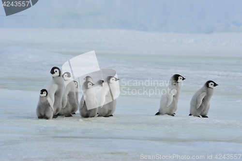 Image of Emperor Penguin chicks in Antarctica