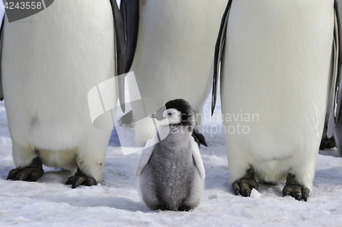 Image of Emperor Penguins with chick