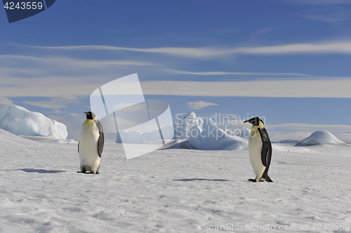 Image of Emperor Penguin on the snow