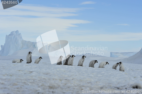 Image of Emperor Penguin chicks in Antarctica