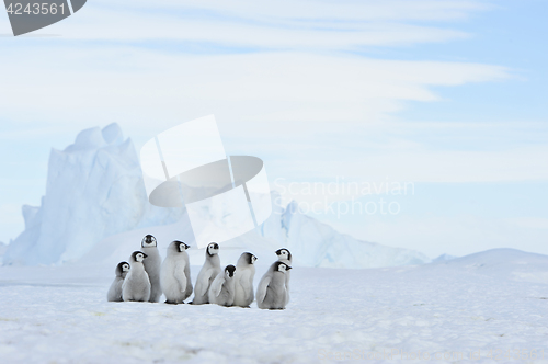 Image of Emperor Penguin chicks in Antarctica