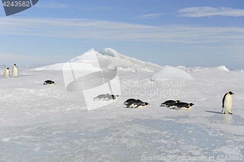 Image of Emperor Penguin on the snow