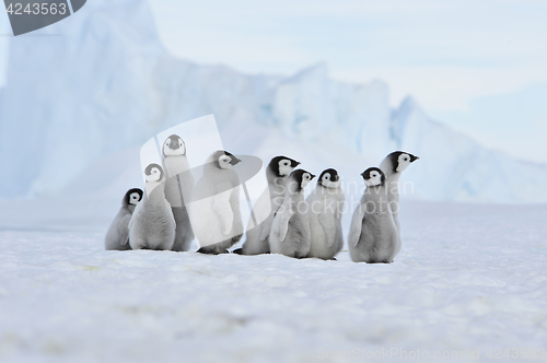 Image of Emperor Penguin chicks in Antarctica