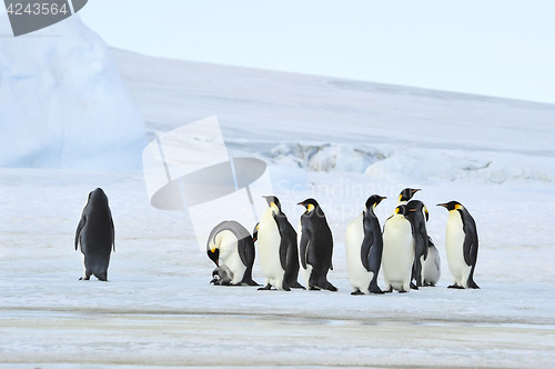 Image of Emperor Penguins with chick