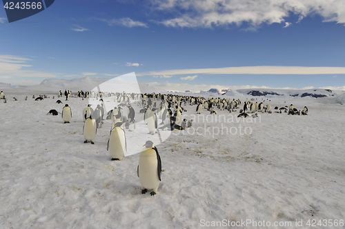 Image of Emperor Penguins on the ice