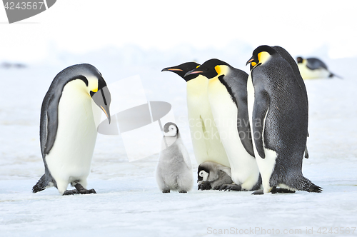 Image of Emperor Penguins with chick