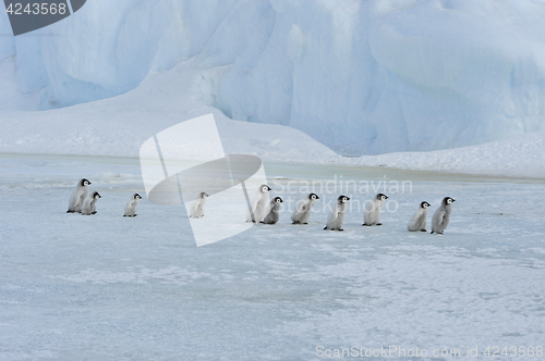 Image of Emperor Penguin chicks in Antarctica