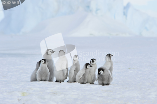 Image of Emperor Penguin chicks in Antarctica