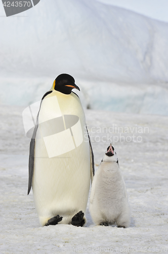 Image of Emperor Penguin with chick