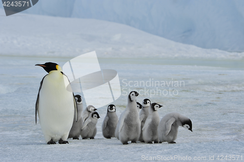 Image of Emperor Penguins with chick