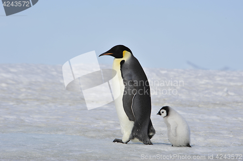 Image of Emperor Penguin with chick