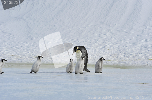 Image of Emperor Penguins with chick