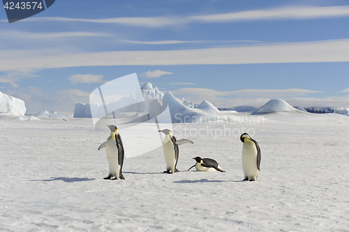 Image of Emperor Penguin on the snow