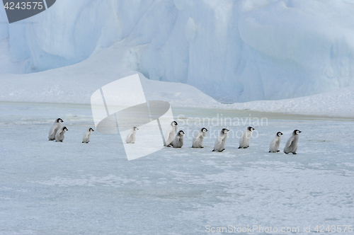 Image of Emperor Penguin chicks in Antarctica