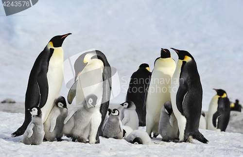 Image of Emperor Penguins with chick