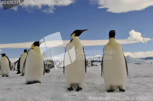 Image of Emperor Penguins on the ice