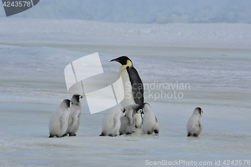 Image of Emperor Penguins with chick