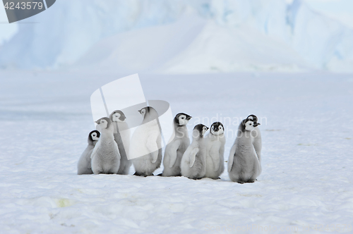 Image of Emperor Penguin chicks in Antarctica