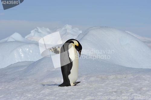 Image of Emperor Penguin on the snow