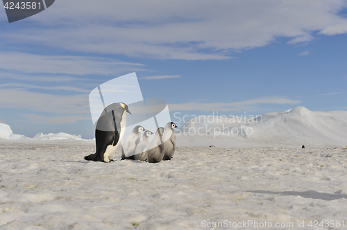 Image of Emperor Penguins with chick