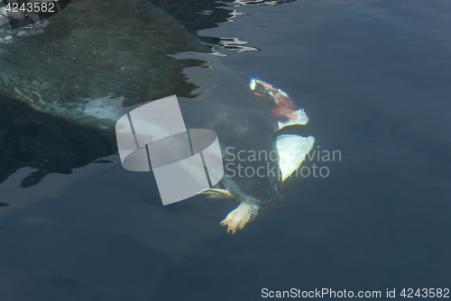 Image of Leopard seal under water