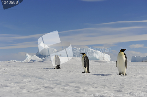 Image of Emperor Penguin on the snow