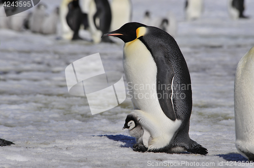 Image of Emperor Penguins with chick