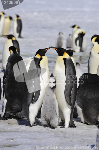 Image of Emperor Penguins with chick