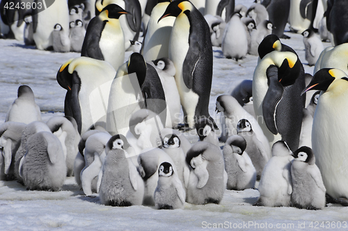 Image of Emperor Penguins with chick