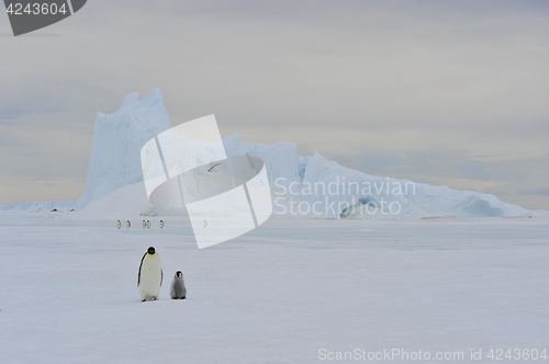 Image of Emperor Penguins on the ice