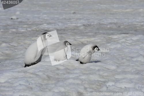 Image of Emperor Penguin chicks in Antarctica