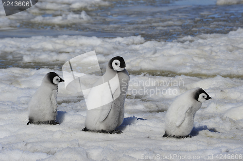 Image of Emperor Penguin chicks in Antarctica