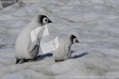 Image of Emperor Penguin chicks in Antarctica