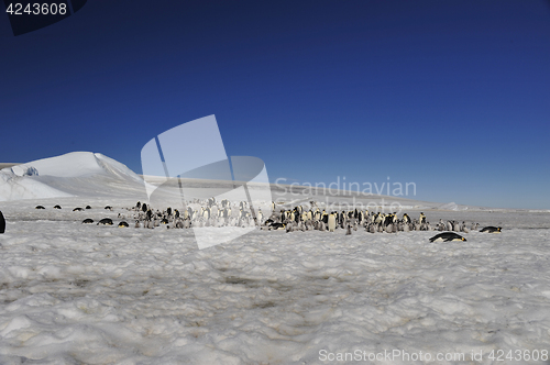 Image of Beautiful view of icebergs Snow Hill Antarctica