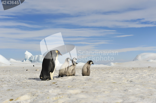 Image of Emperor Penguins with chick