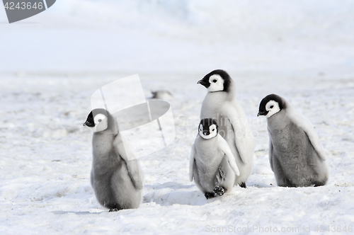 Image of Emperor Penguin chicks in Antarctica