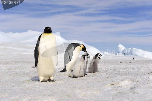 Image of Emperor Penguins with chick