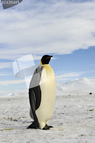 Image of Emperor Penguin on the snow