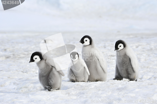 Image of Emperor Penguin chicks in Antarctica