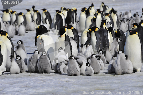 Image of Emperor Penguins with chick