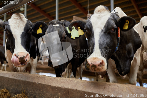 Image of herd of cows in cowshed on dairy farm