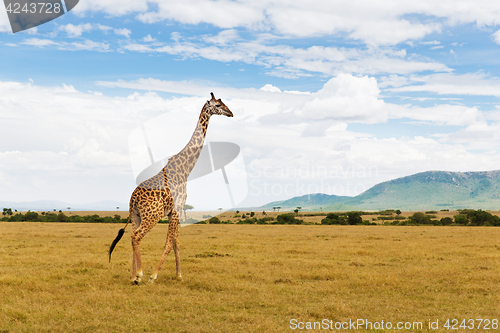 Image of giraffe walking along savannah at africa
