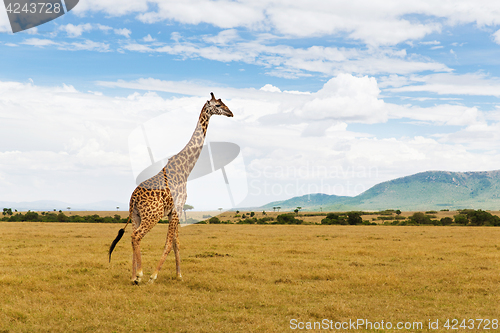 Image of giraffe walking along savannah at africa