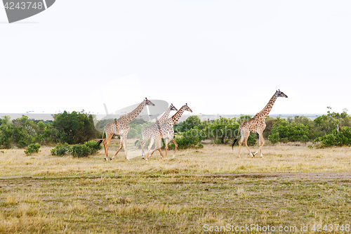 Image of group of giraffes walking along savannah at africa