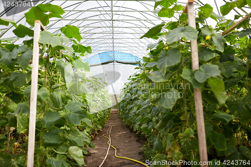 Image of cucumber seedlings growing at greenhouse